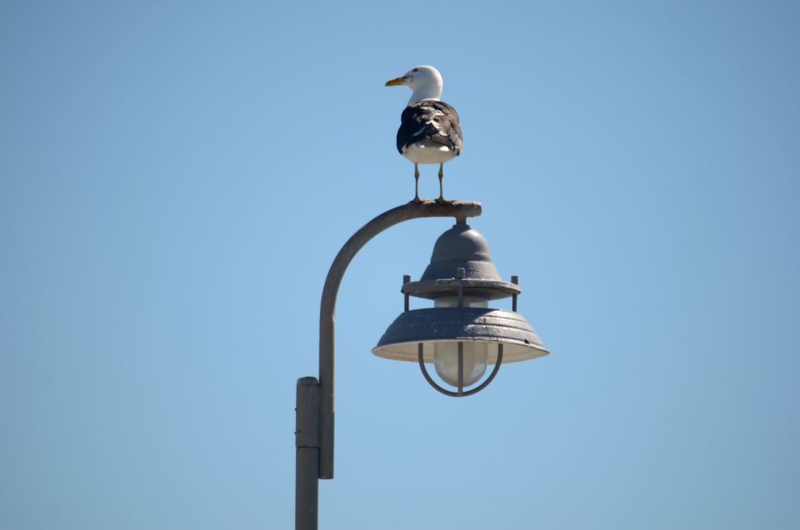 Gaviota