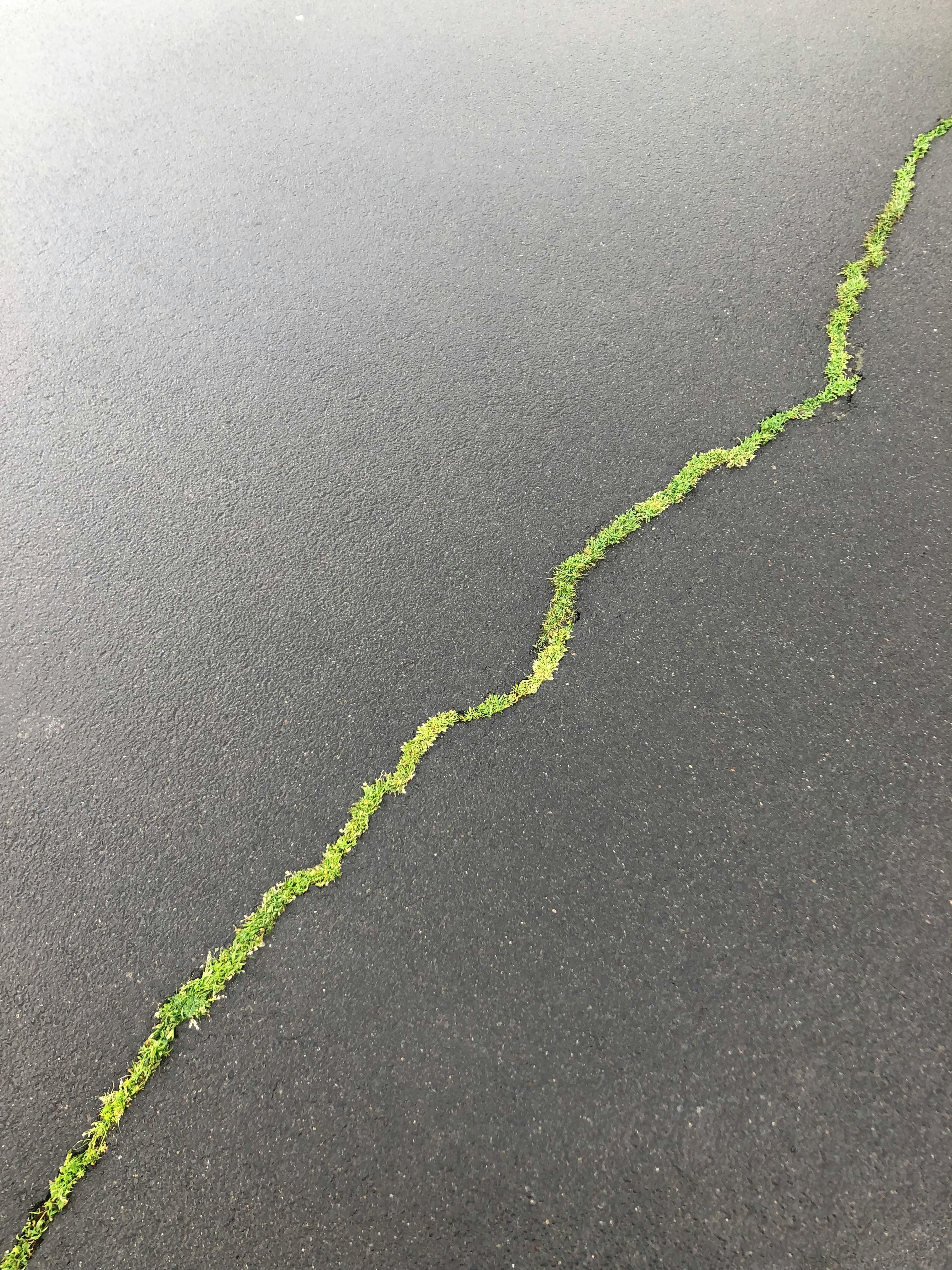 Close-up of a crack in asphalt with green grass sprouting through in Germany.