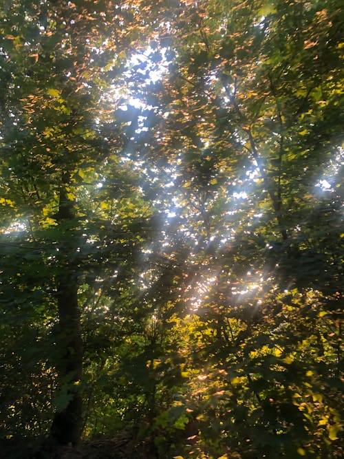 Imagine de stoc gratuită din arbori, fotografiere verticală, frunze