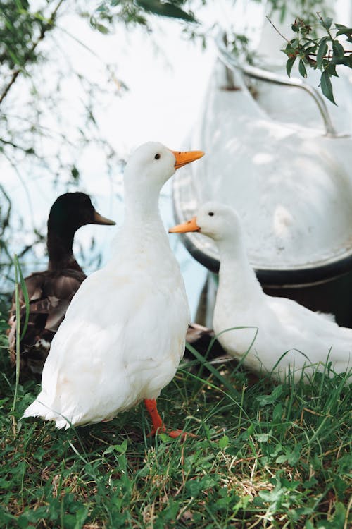 Fotobanka s bezplatnými fotkami na tému dedinský, kačice, selektívne zaostrenie