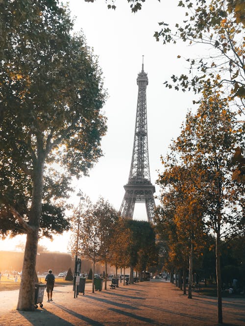 Trees in autumn near the Eiffel Tower