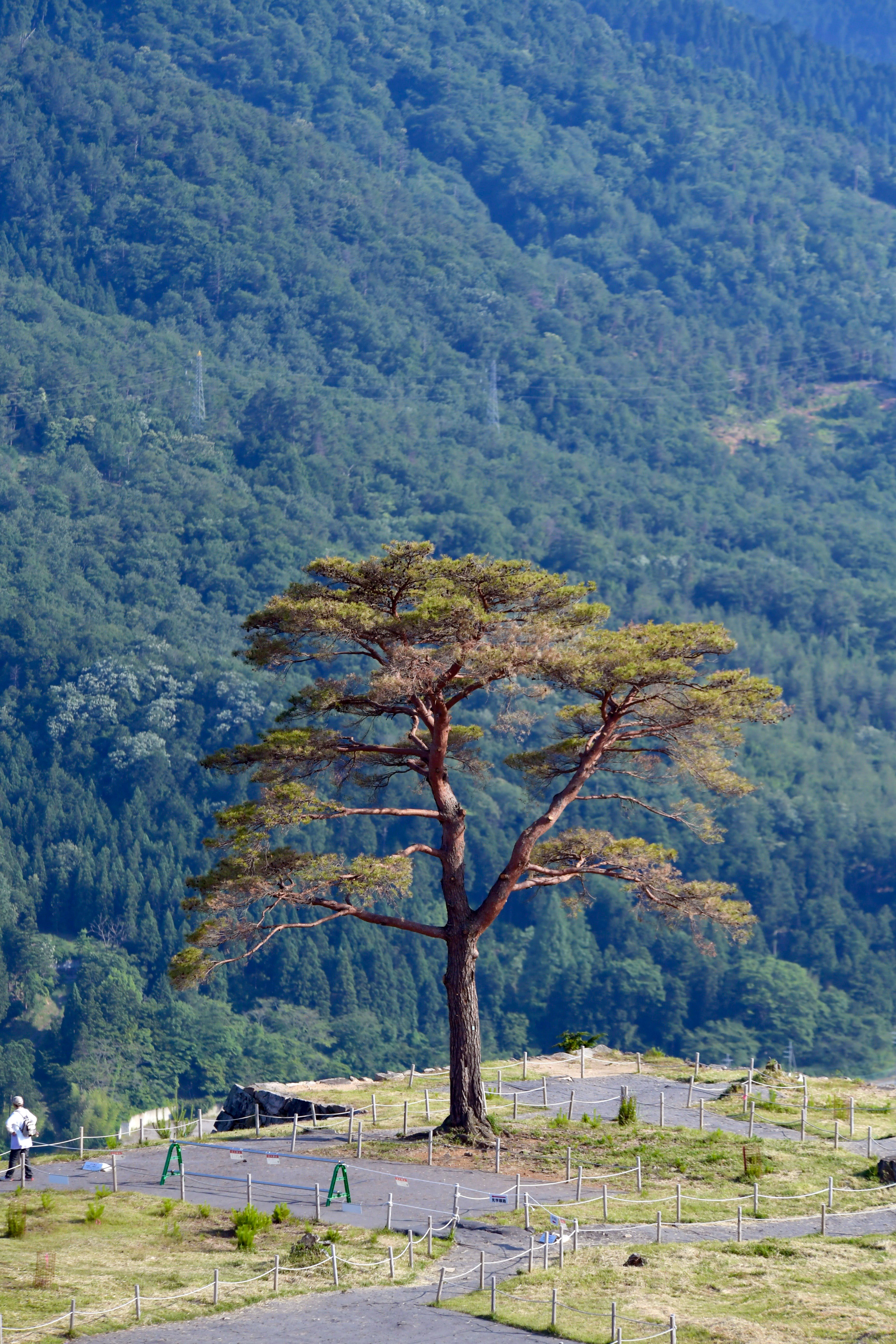 Tourist Trail and a Pine Tree with Mountains in the Distance · Free ...
