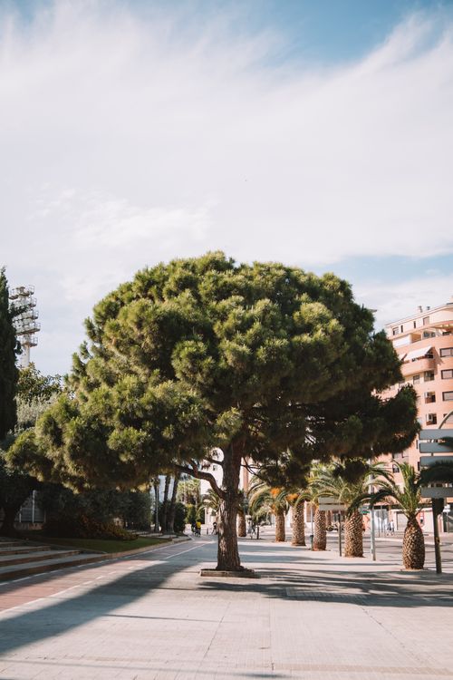 Free Urban street scene featuring a prominent stone pine tree surrounded by palm trees and buildings in summer. Stock Photo