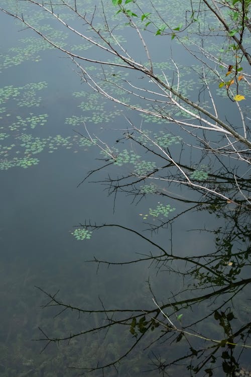 Gratis stockfoto met boom, Bos, meer