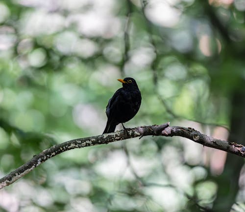 Blackbird on Branch
