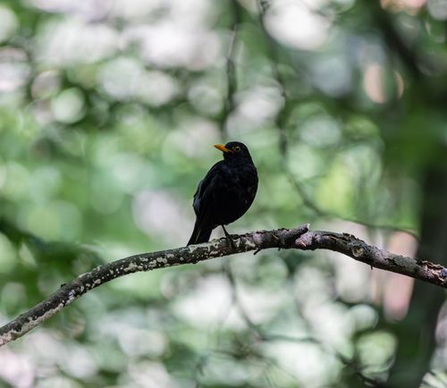 Free A blackbird sits on a branch in a lush green forest, showcasing natural beauty. Stock Photo