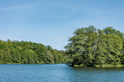 Foto profissional grátis de árvores, calma, cenário