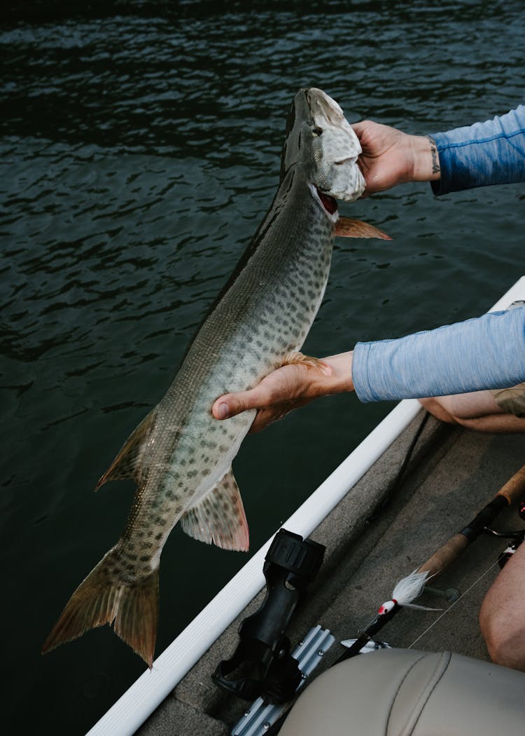 Man Hands Holding Fish On Boat