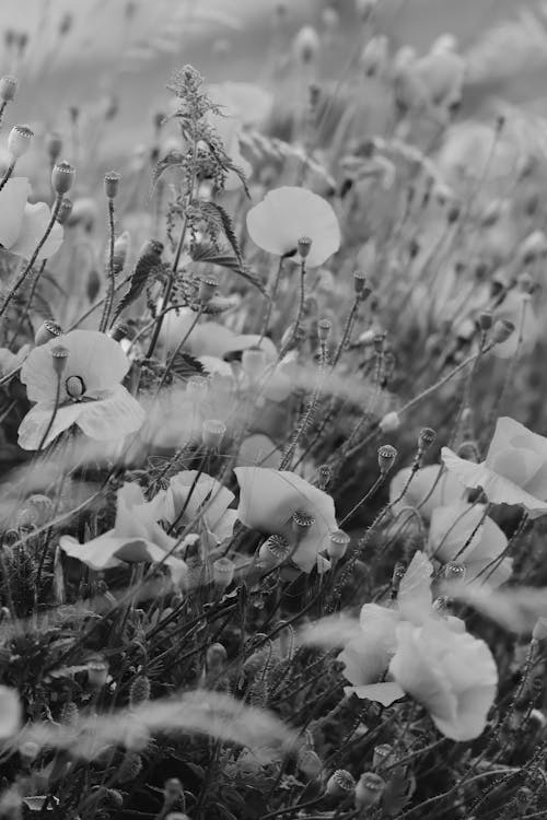 Flowers on Meadow in Black and White