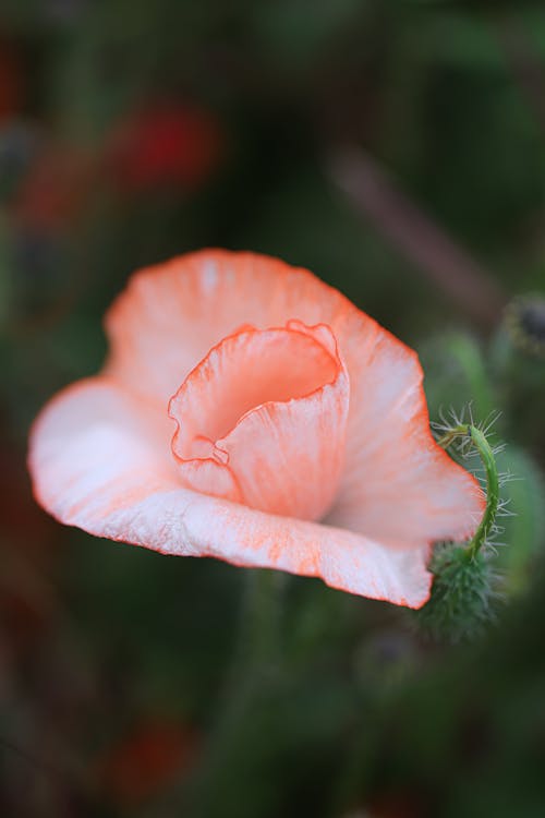 Foto d'estoc gratuïta de color salmó, enfocament selectiu, flor
