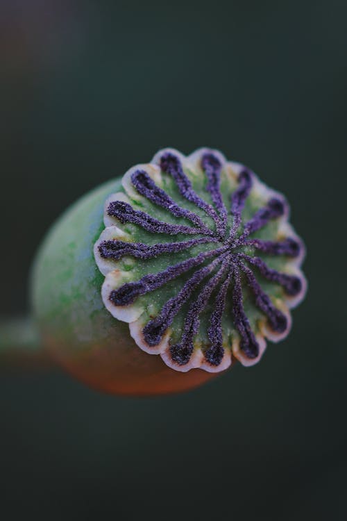 Close up of Bud of Poppy Flower
