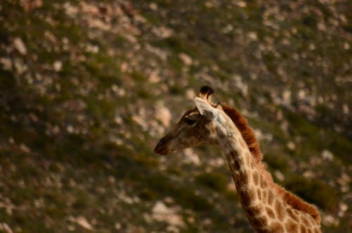 Free stock photo of girafa, giraffe
