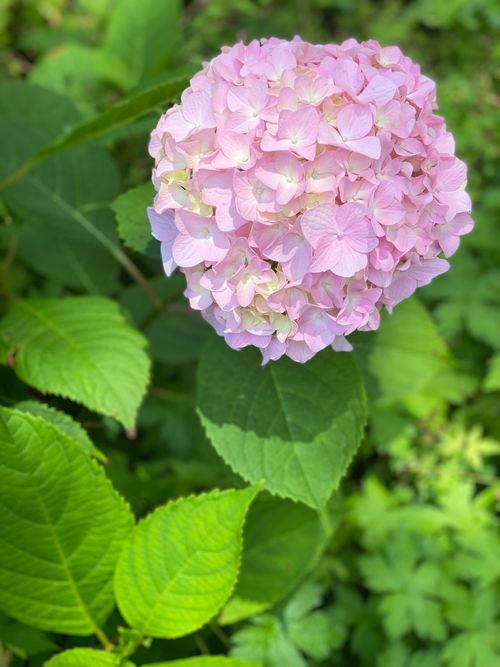 Free Vibrant pink hydrangea in full bloom amidst lush green leaves outdoors. Stock Photo