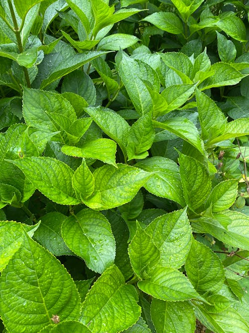 Close-up of Hydrangea Leaves
