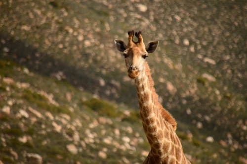 Free stock photo of girafa, giraffe, wild life