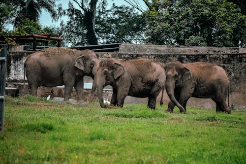 Foto d'estoc gratuïta de animals, elefants, en captivitat