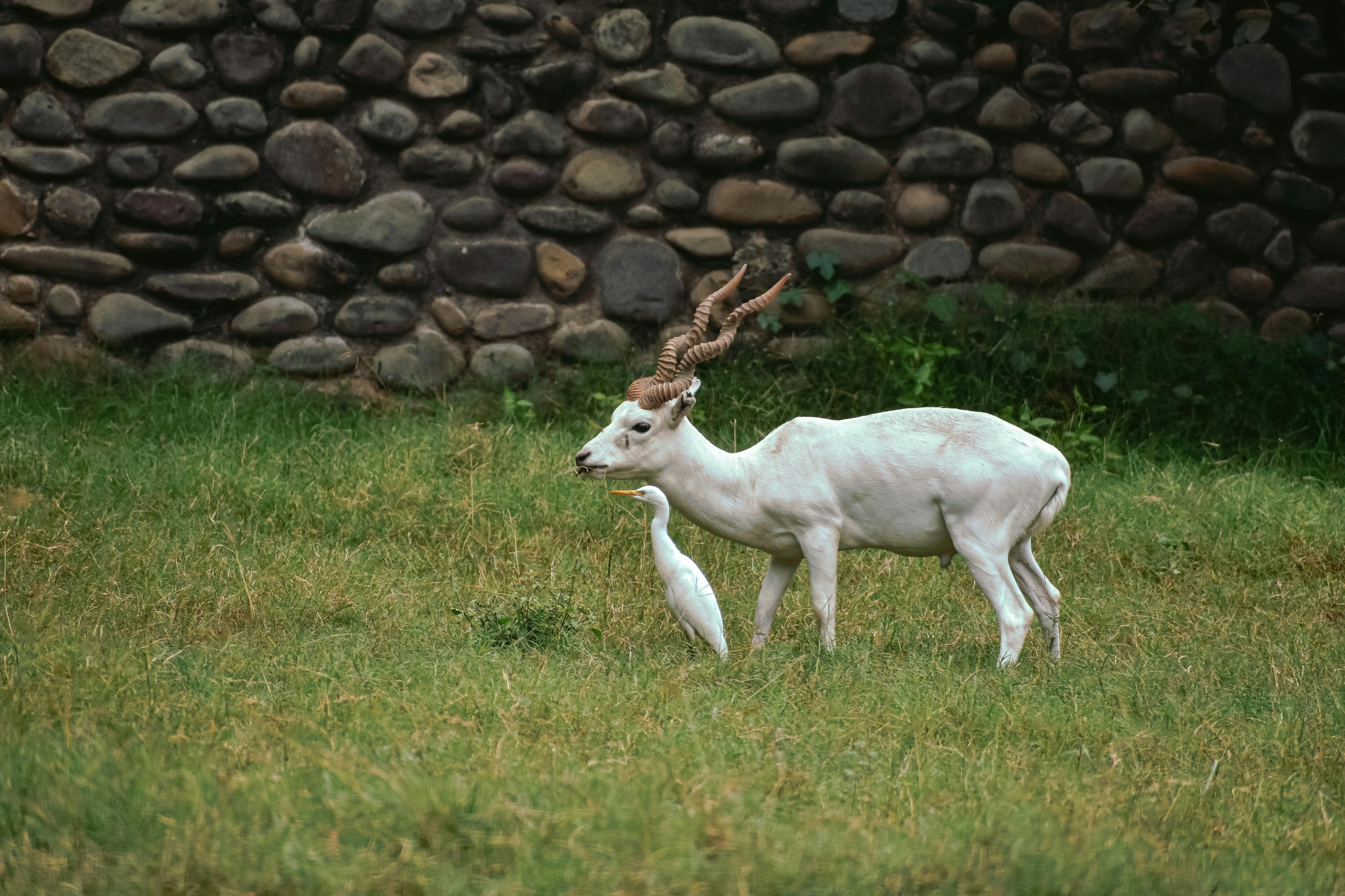 Gratuit Photos gratuites de aigrette, animaux sauvages, antilope Photos