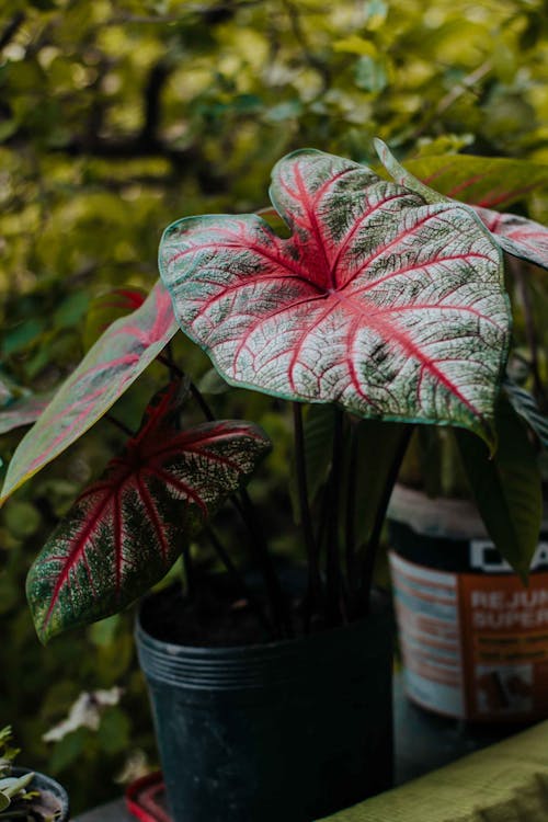 Gratis arkivbilde med blader, caladium bicolor, dekorasjon