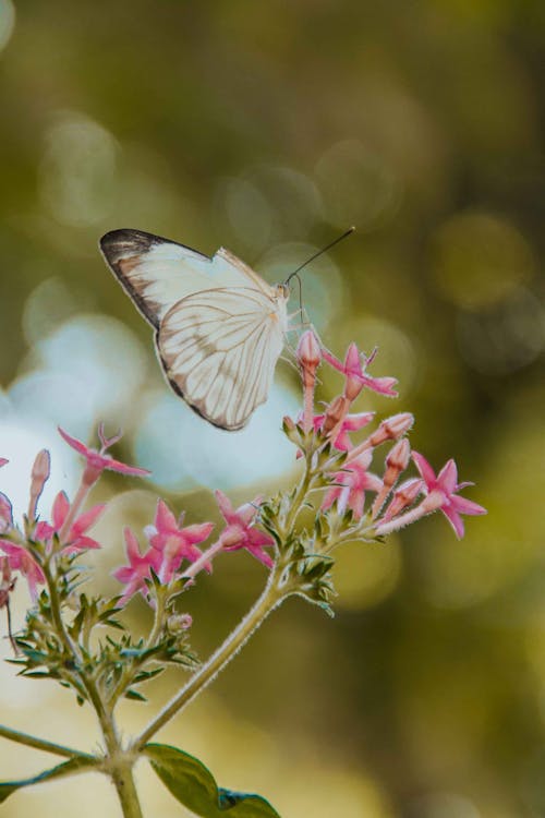 그레이트 서던 화이트, 나비, 동물의 무료 스톡 사진