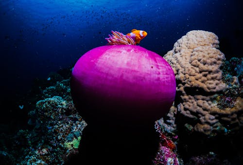 Immagine gratuita di anemone ritteri, anemonefish, anfiprião ocelar