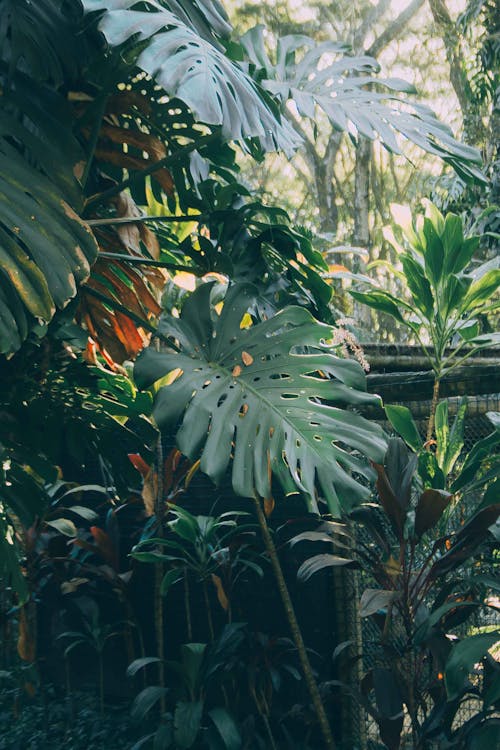 Plants Growing in Summer Garden