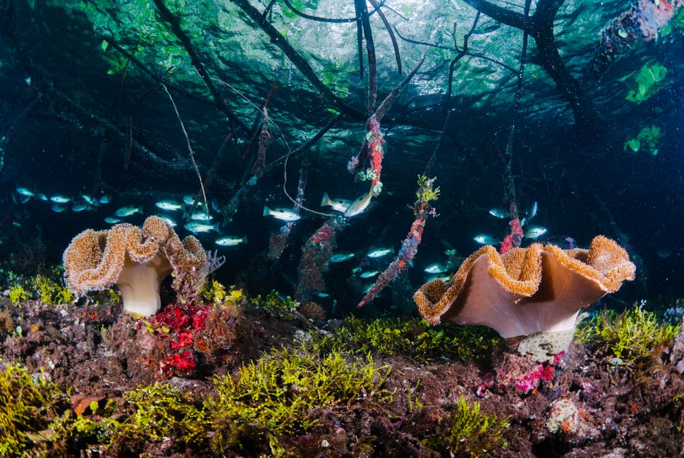 Fish in natural mangrove habitat