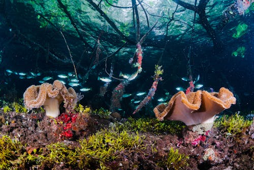 Immagine gratuita di corallo, fondali marini, natura