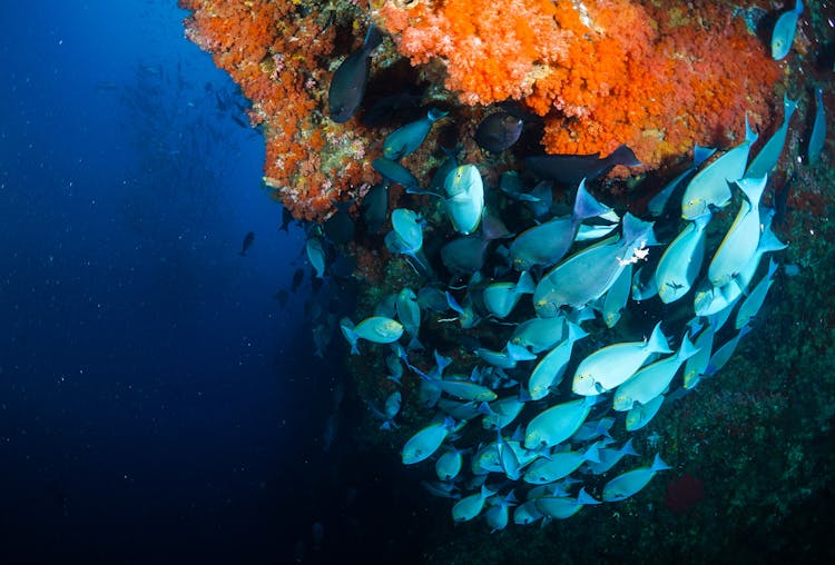 School Of Fish In Sea