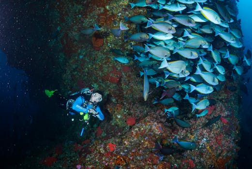 Diver observing a colorful fish school on a coral reef in West Papua.