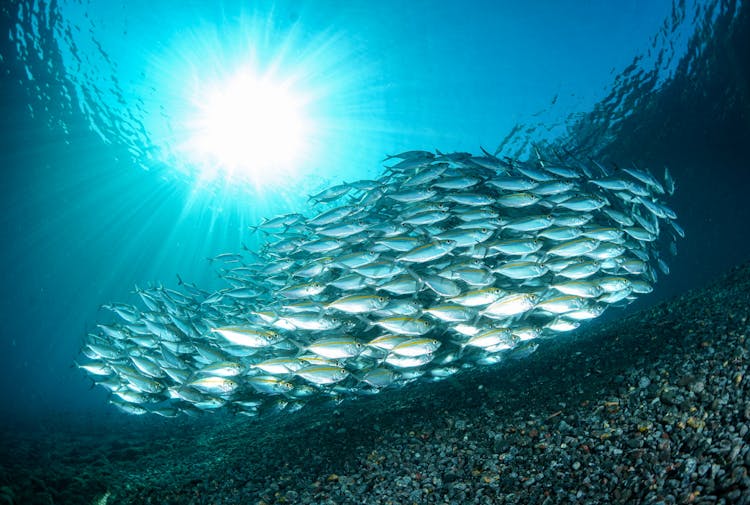 Sunlight Over School Of Fish