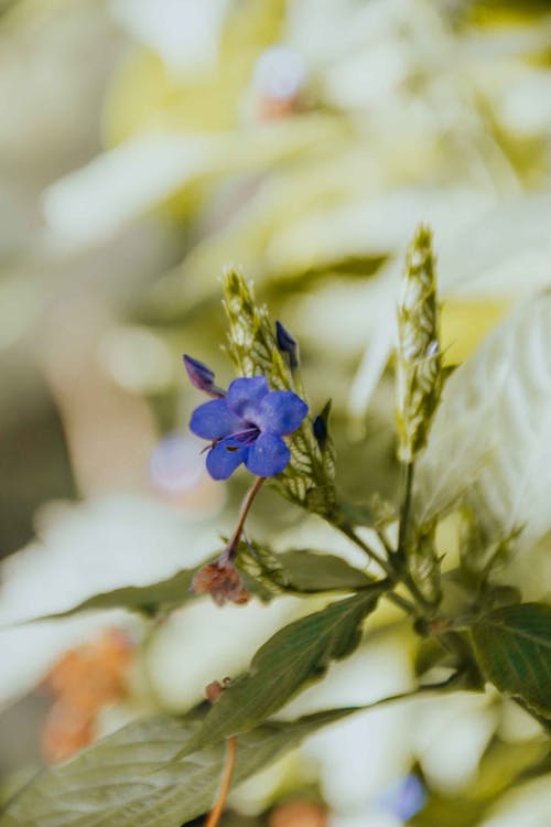 Gratis arkivbilde med akantusfamilien, anlegg, blomst