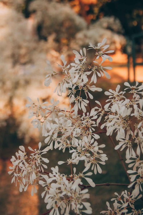 Beyaz çiçekler, bitki, büyüme içeren Ücretsiz stok fotoğraf