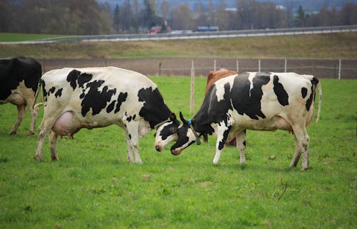 Gratis stockfoto met beesten, boerderij, koeien