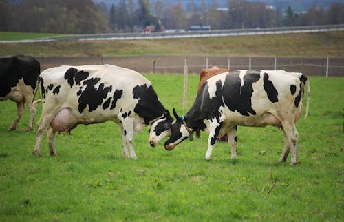 Základová fotografie zdarma na téma farma, hřiště, krávy