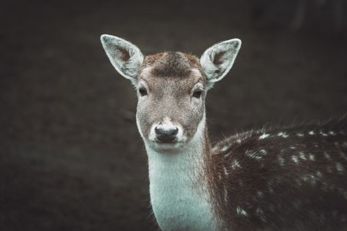 Free stock photo of animal, deer, eyes Stock Photo