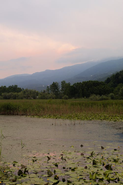 Wetlands in a Valley Among Green Mountains