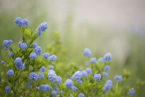 Free Close-up of blue Ceanothus flowers blooming in a verdant spring garden setting. Stock Photo