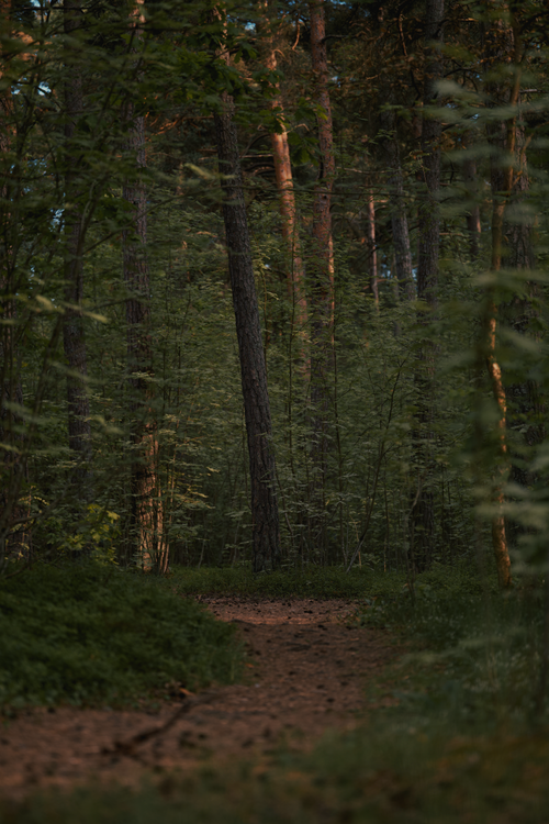 Free Tranquil forest path through tall trees and lush greenery, perfect for a nature escape. Stock Photo