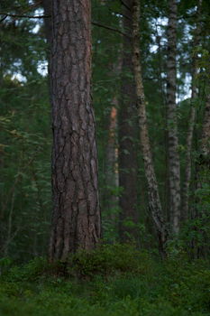 Vertical forest scene showcasing prominent tree trunks in a serene woodland setting.