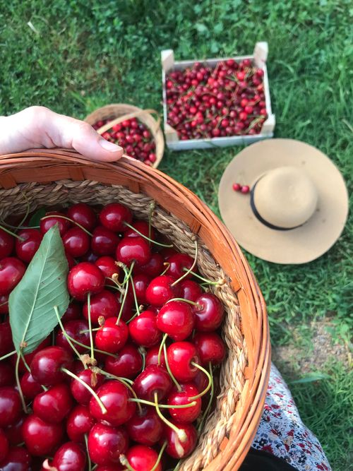 Free Close-up of a hand holding a basket of ripe cherries with more in the background on grass. Stock Photo