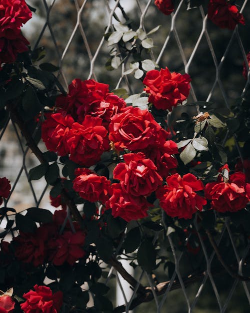 Close-up of Red Roses Growing on a Fence 