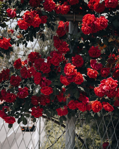 Red Roses Decorating Fence