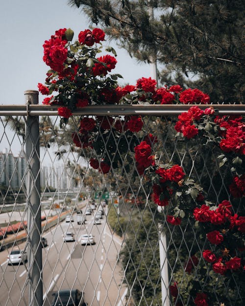 Vines of Red Flowers Climbing the Chain-link Fence on the Highway Overpass