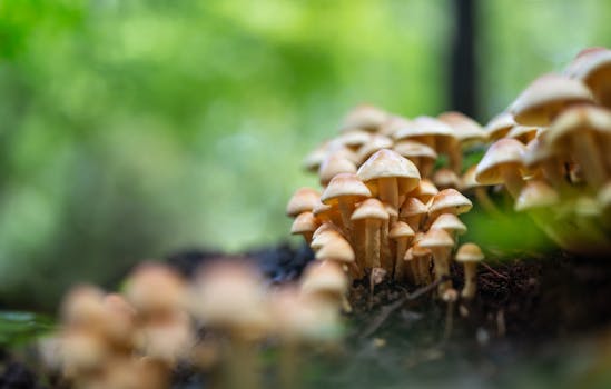 A vibrant group of mushrooms growing in a lush, green forest environment.