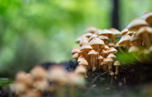 A group of mushrooms in green woodland