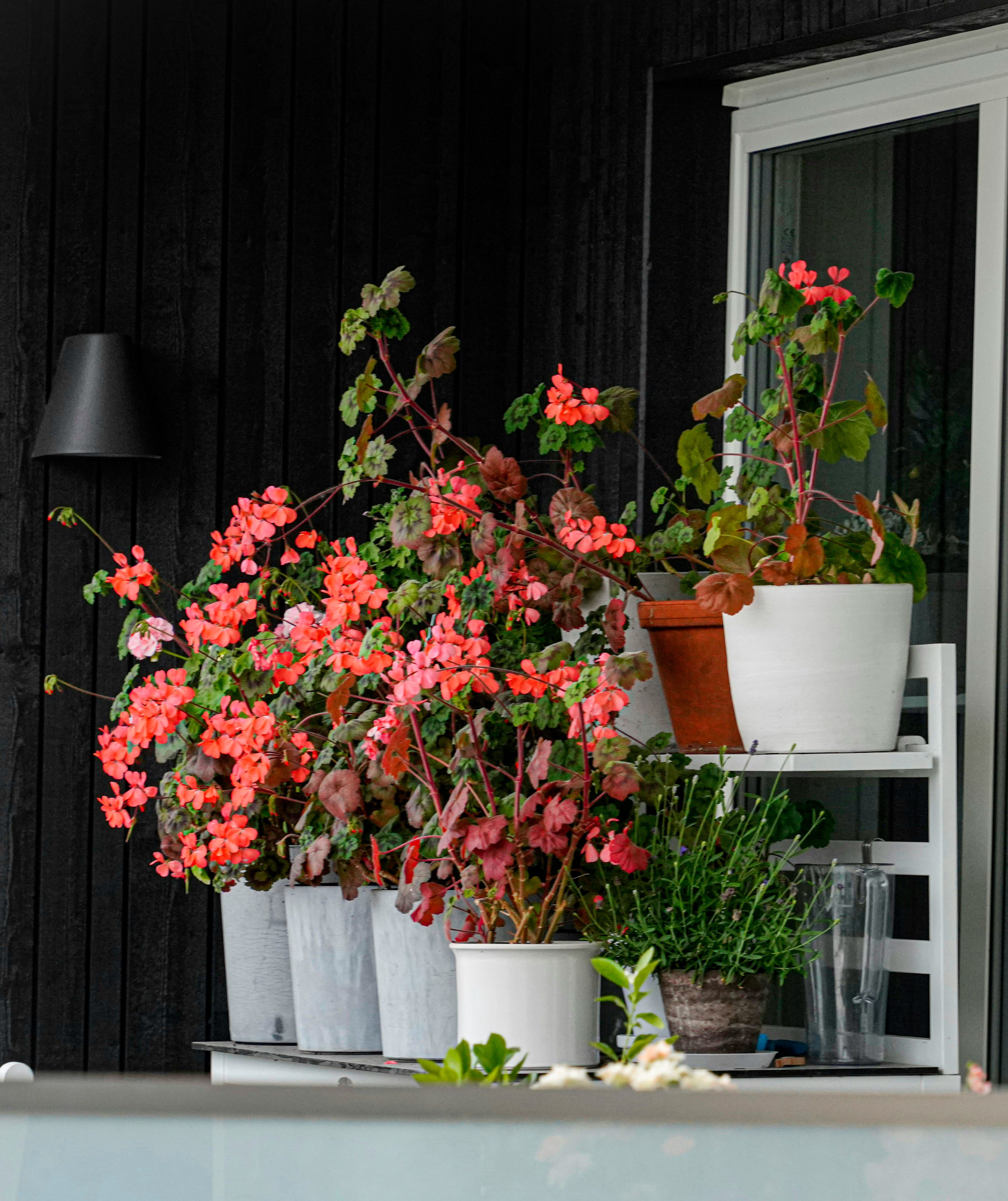 Jardin et terrasse 