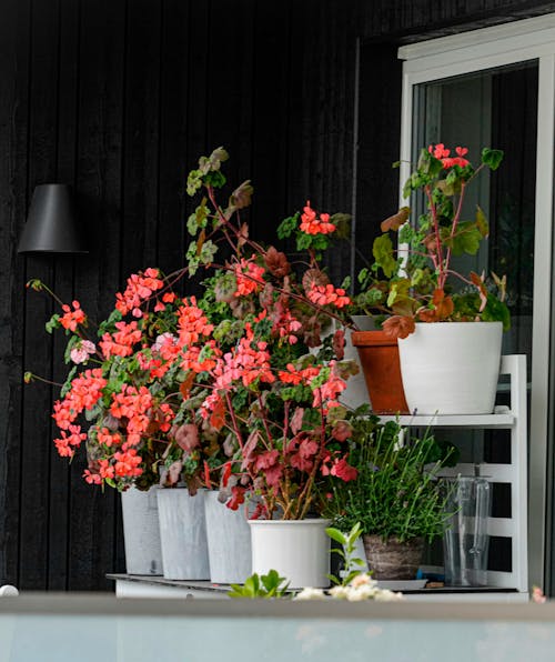 Foto stok gratis bunga-bunga, dekorasi, geranium