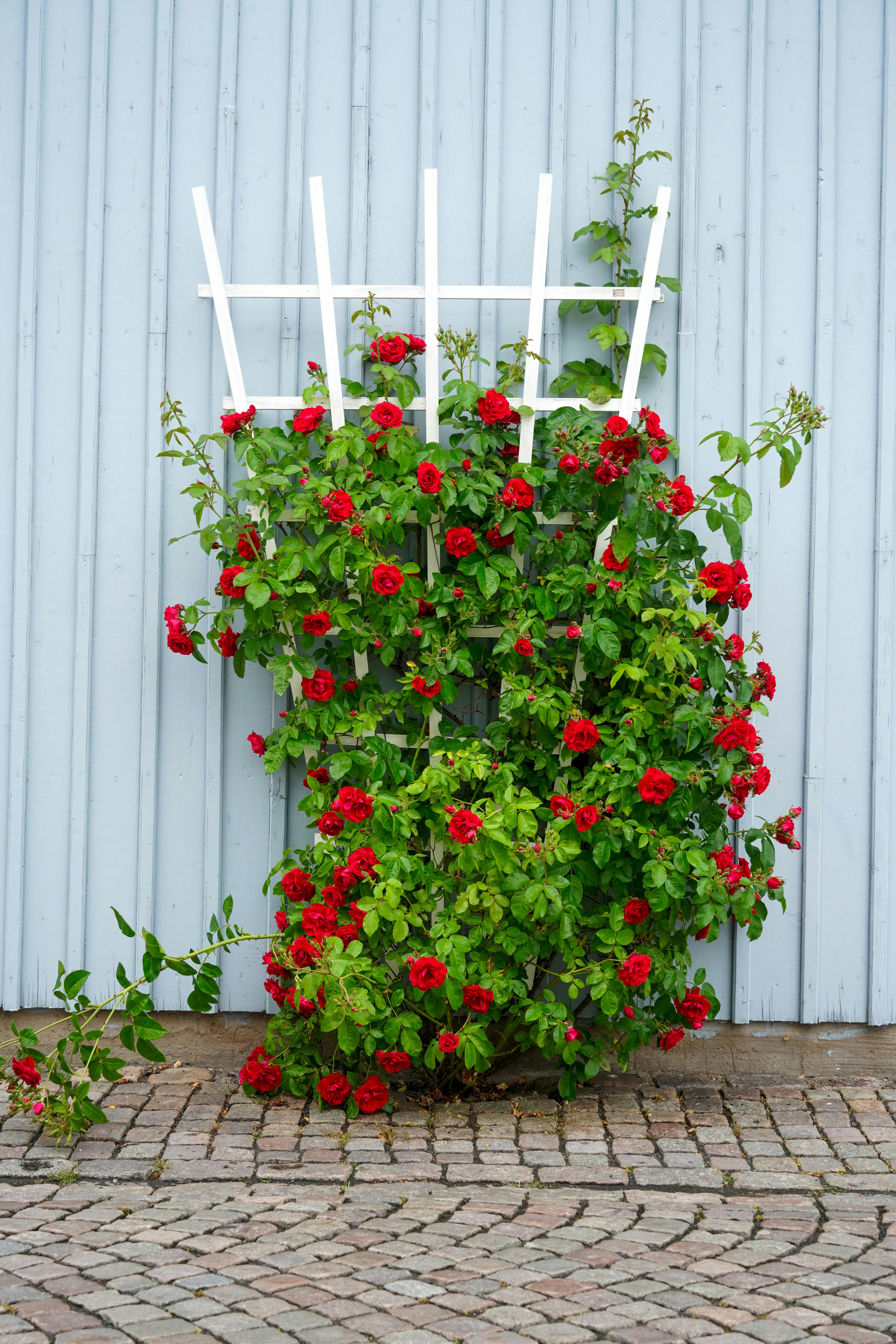 Red climbing rose on a trellis