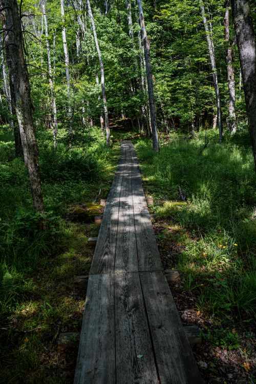 Free Discover serenity along a wooden footpath in a vibrant green forest. Stock Photo