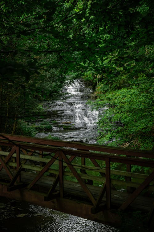 Immagine gratuita di acqua corrente, alberi, foresta